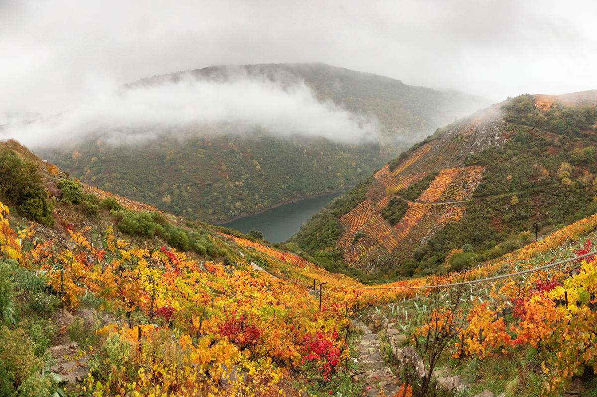 Vineyard, Galicia, Spain - Ribeira Sacra