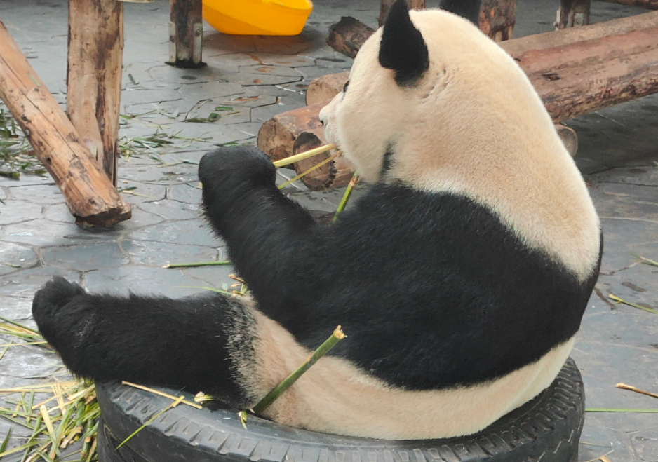 Shanghai Wild Animal Park - Show, Feeding & Interaction Times