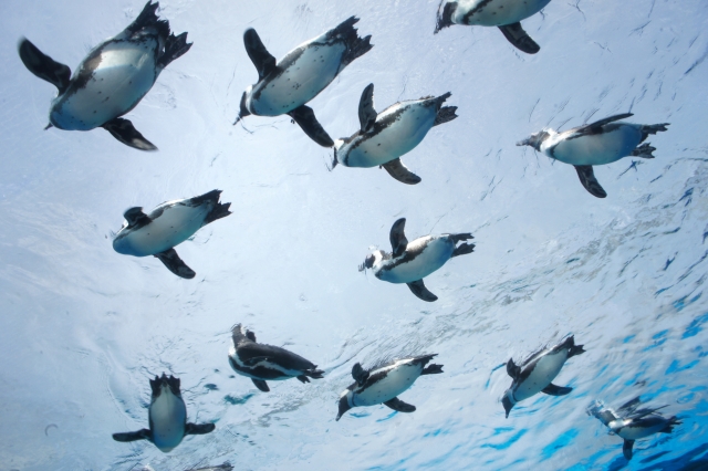 サンシャイン水族館とはどんな水族館？