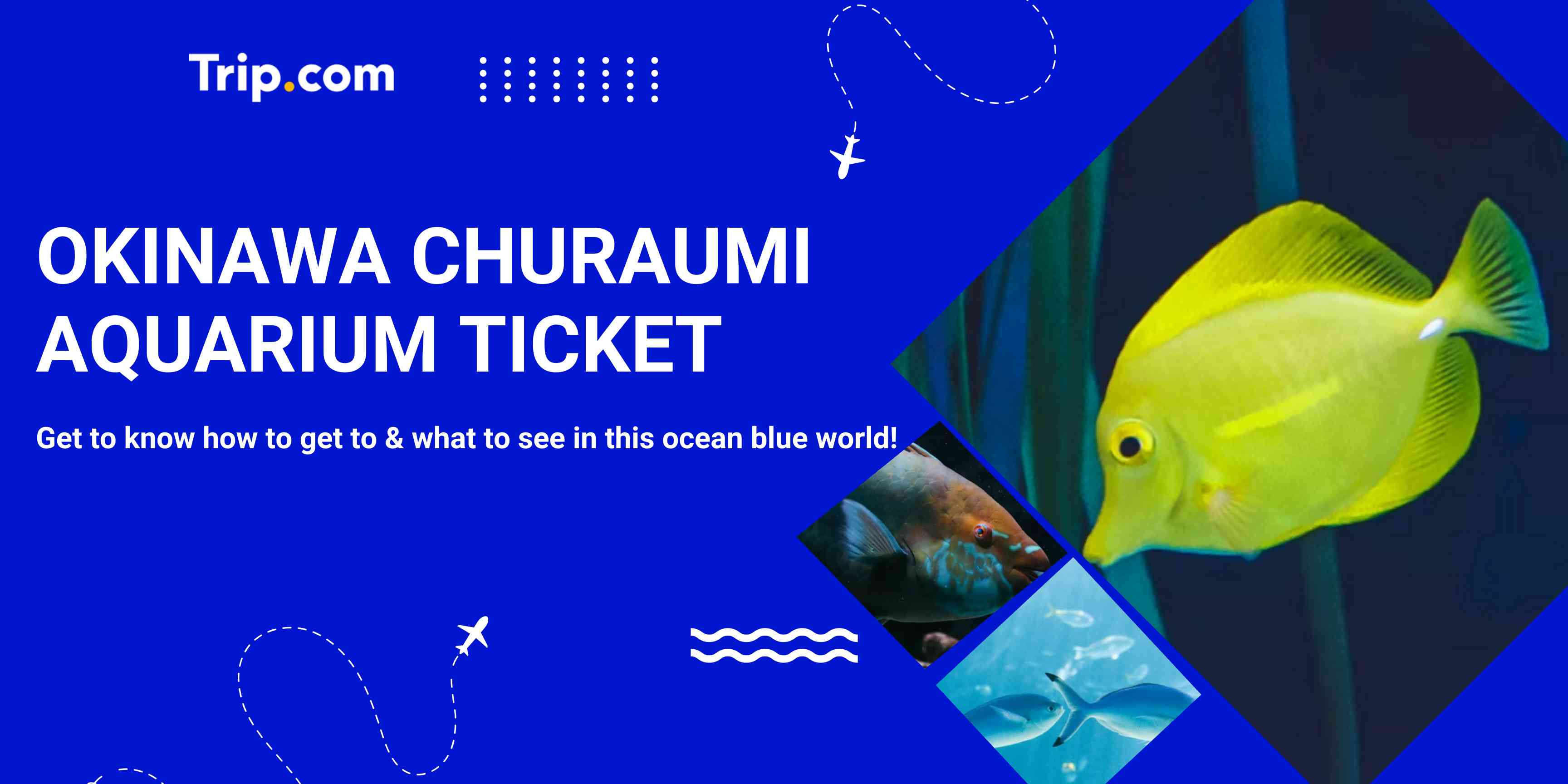 Okinawa Churaumi Aquarium Ticket Guide: Explore the World of Ocean Blue | Trip.com