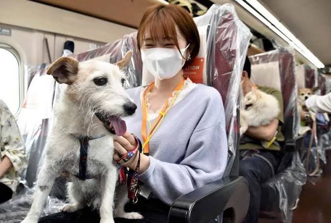 Dog Travelling