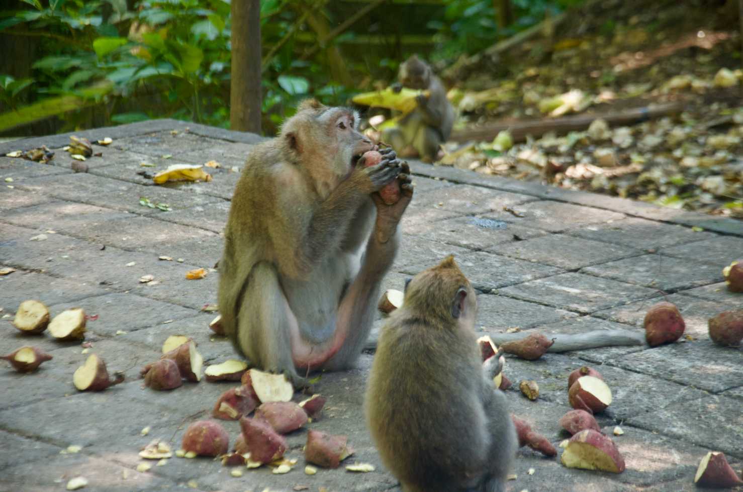 лес обезьян в убуде, отели рядом