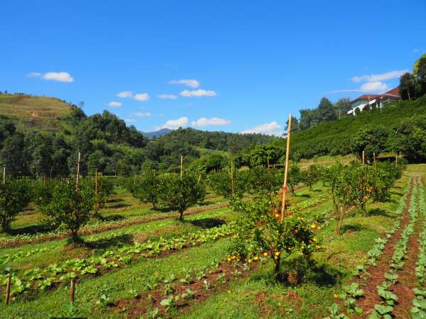 สวนส้มธนาธร (Orange Farm) - ที่เที่ยวเชียงใหม่