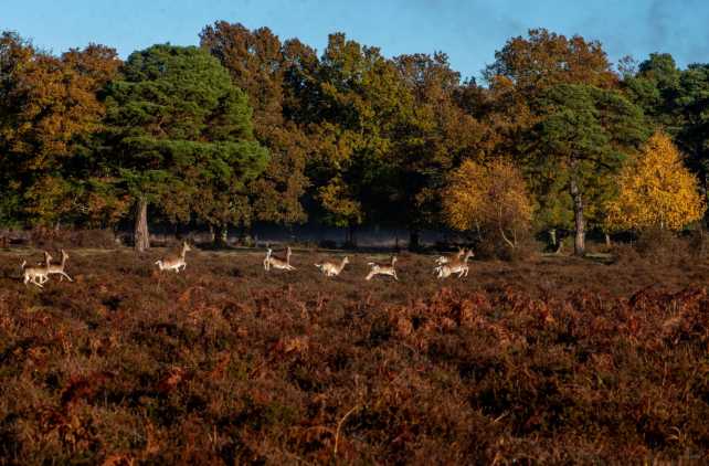 New Forest National Park