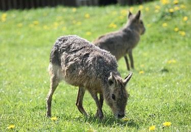 Getting the train to Yorkshire Wildlife Park: Closest station & popular routes