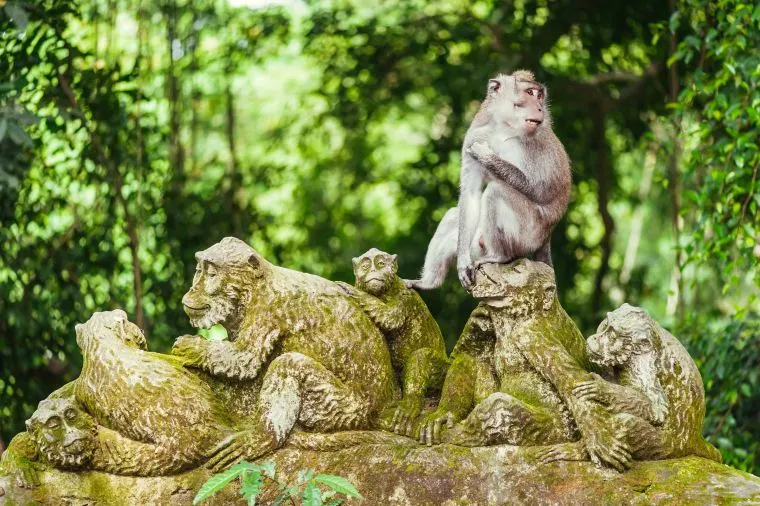 Sacred Monkey Forest in Bali Island
