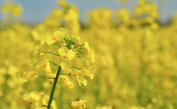 Canola