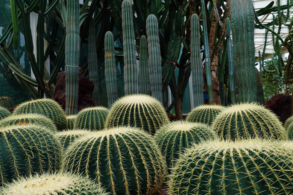 2. Explore the Vibrant Flowers and Plants at Kunming Botanical Garden