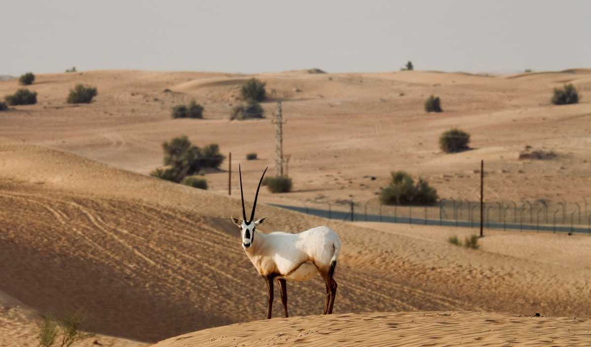 Арабская деревня: наследие ОАЭ