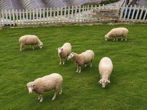 the sheep sanctuary