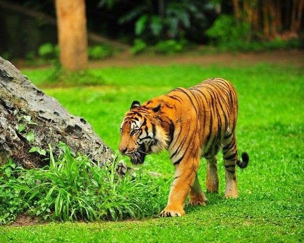 Zoo Taiping
