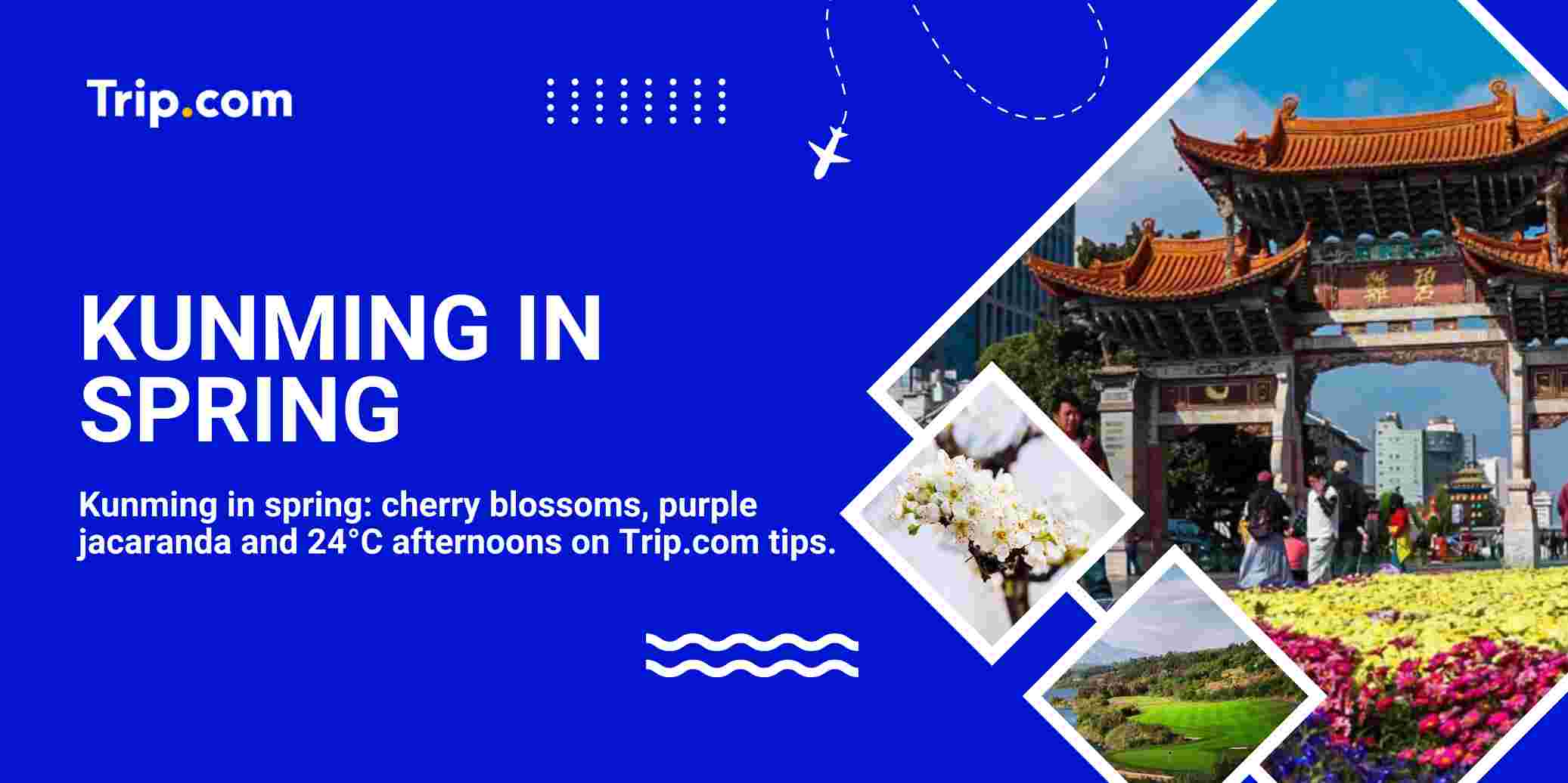 Kunming in Spring: Flowers, Weather and the Purple Streets Nobody Warns You About