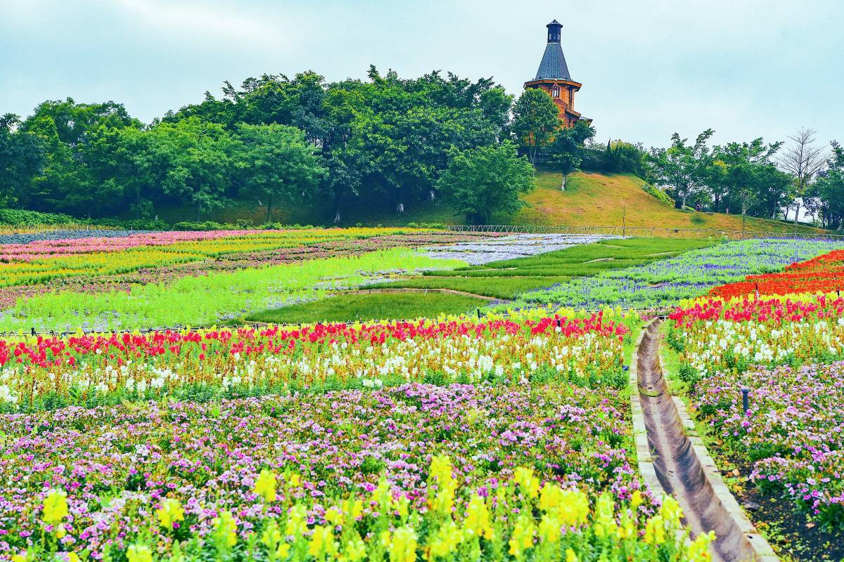 tempat wisata di shenzhen