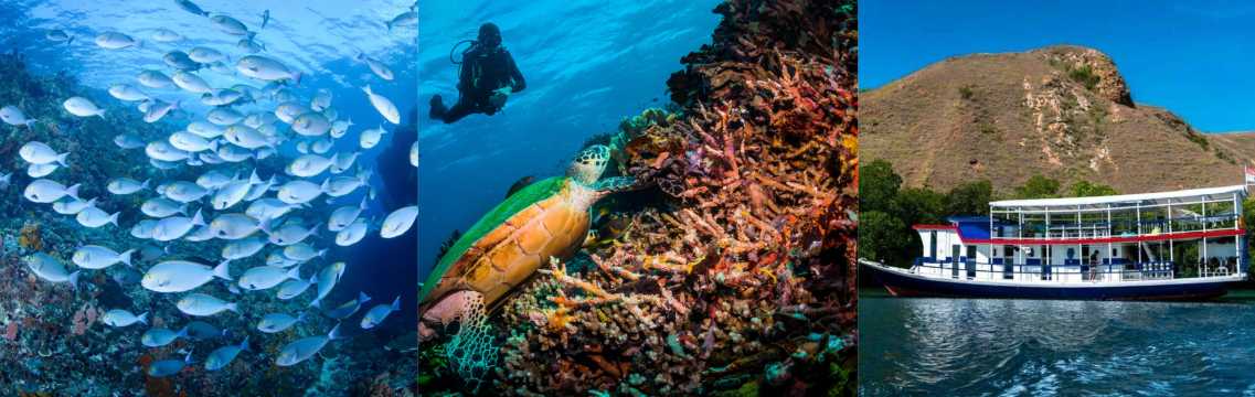 Snorkeling & Diving di Manta Point