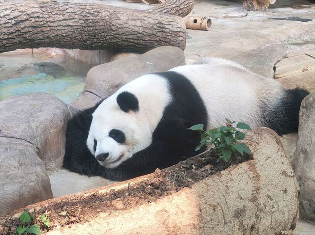 สวนสัตว์หนานหนิง (Nanning Zoo)