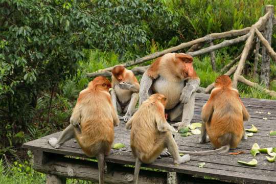 Labuk Bay Proboscis Monkey Sanctuary