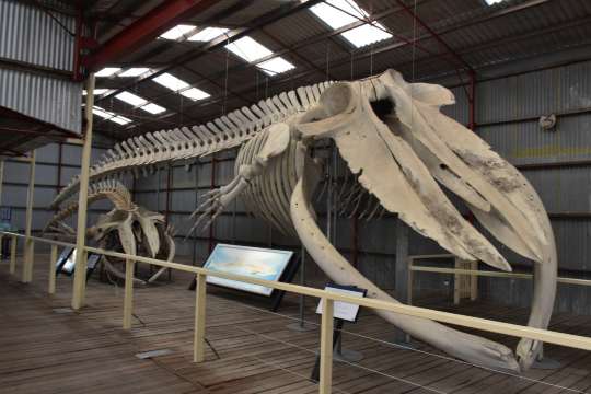 whale world