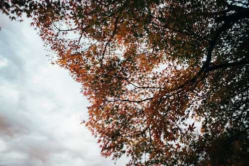 Autumn Foliage Japan 2025 | Viewing Tips​