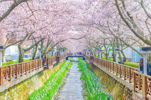 อุโมงค์ซากุระ คลองยอชวาชอน Yeojwacheon Stream