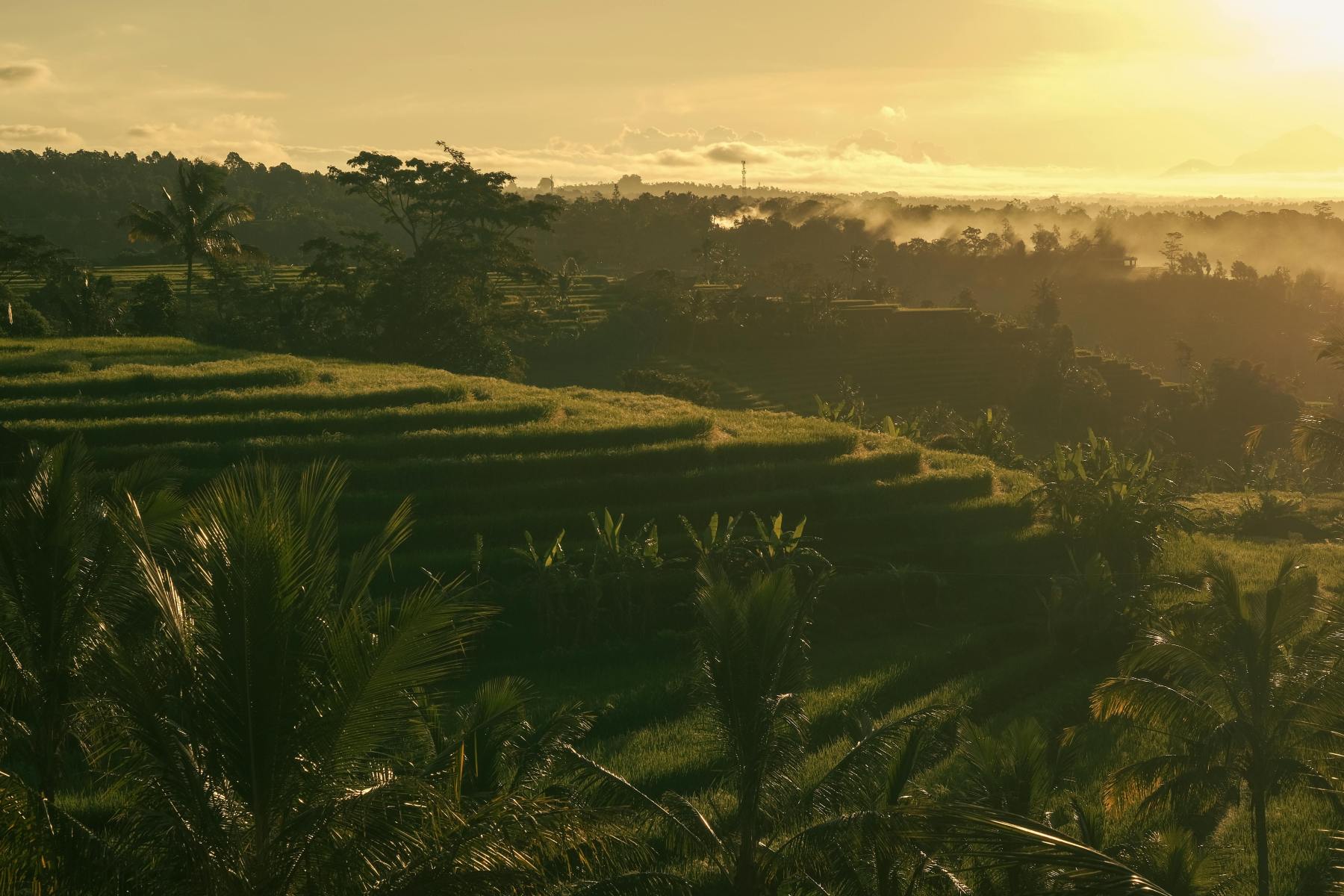 Top Things to Do in Ubud Bali: Must-See Attractions & Experiences