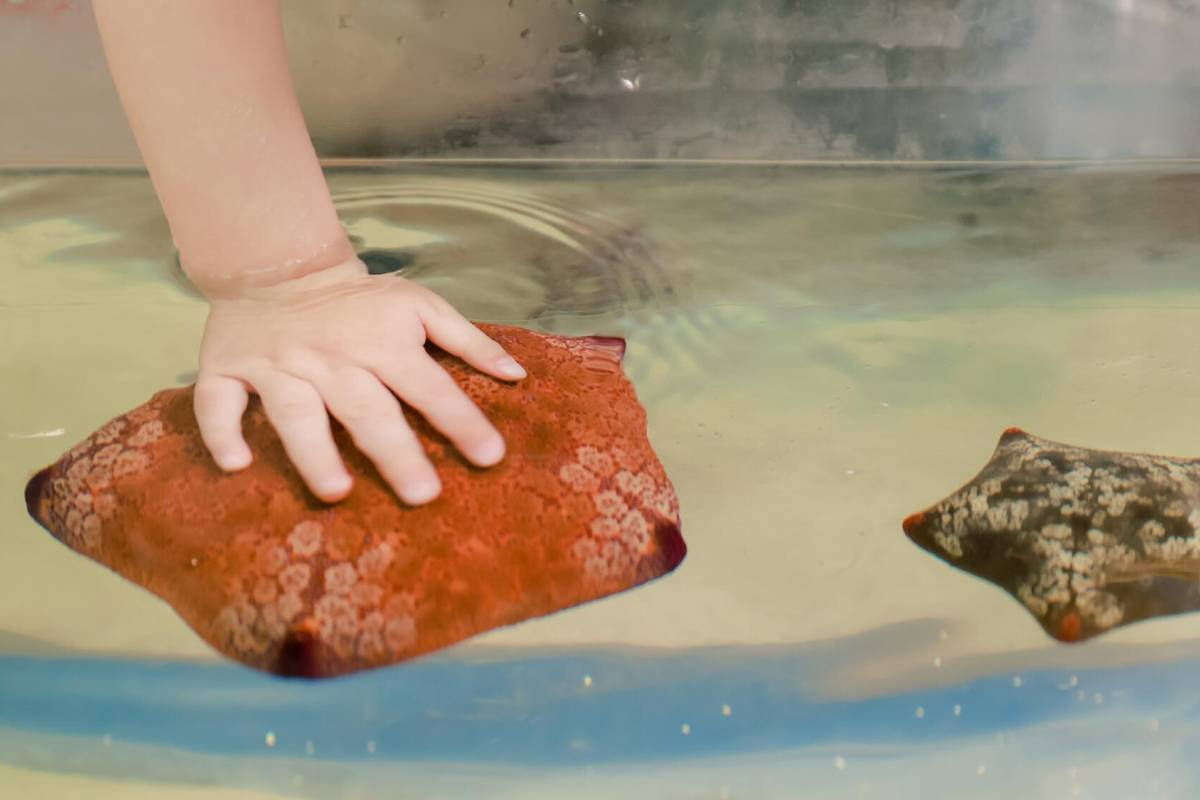 Things to Do in Shanghai Ocean Aquarium