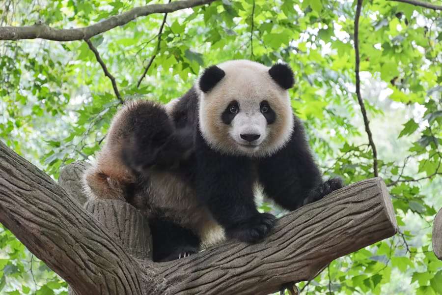 beijing zoo