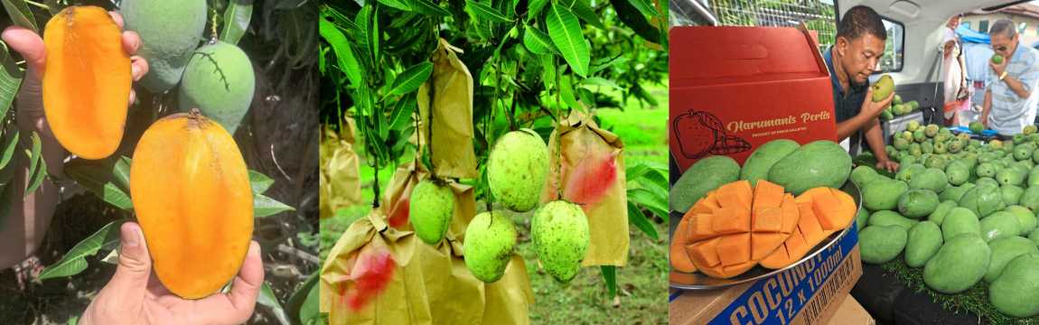 ladang harum manis perlis