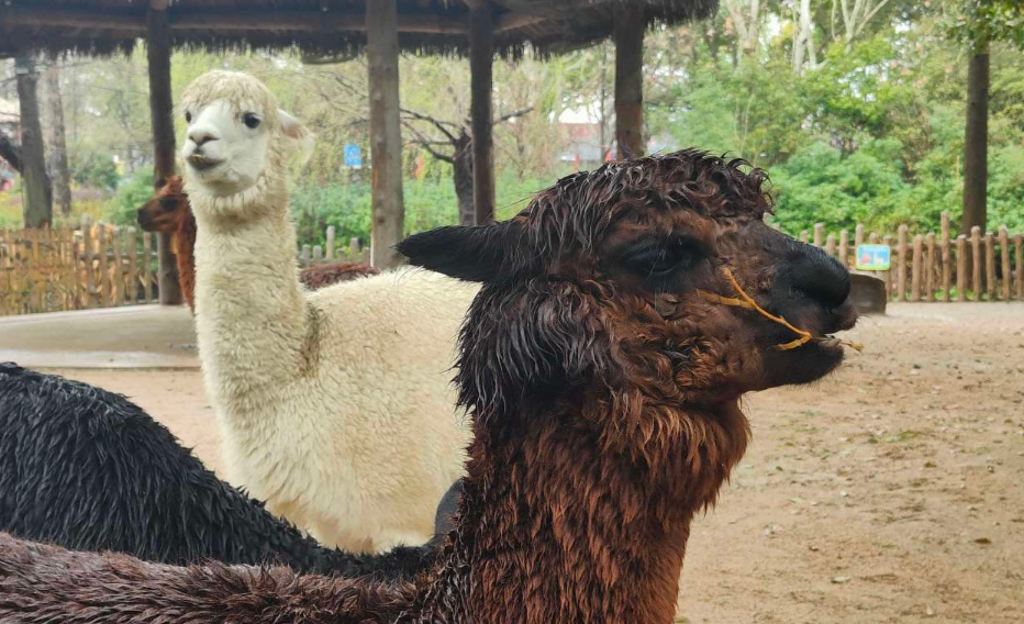 Things to Do at Shanghai Wild Animal Park