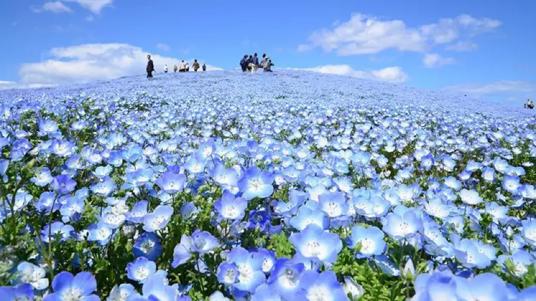 茨城県：国営ひたち海浜公園