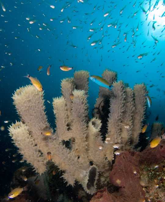 Singapore Oceanarium