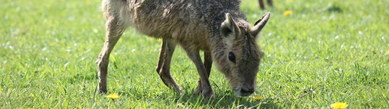Getting the train to Yorkshire Wildlife Park: Closest station & popular routes