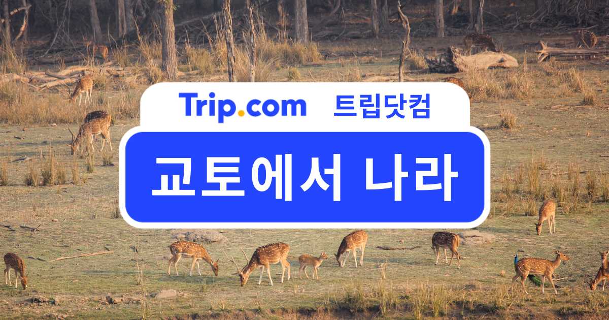 교토에서 나라 완벽 가이드