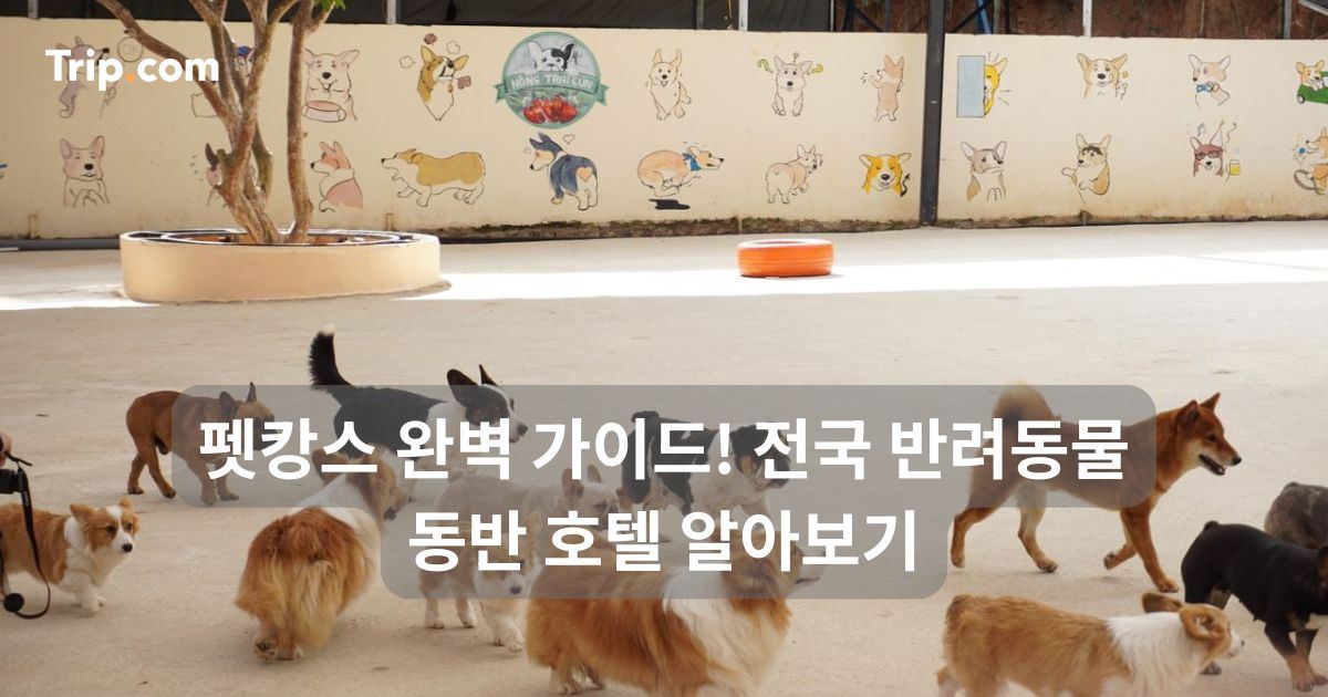 펫캉스