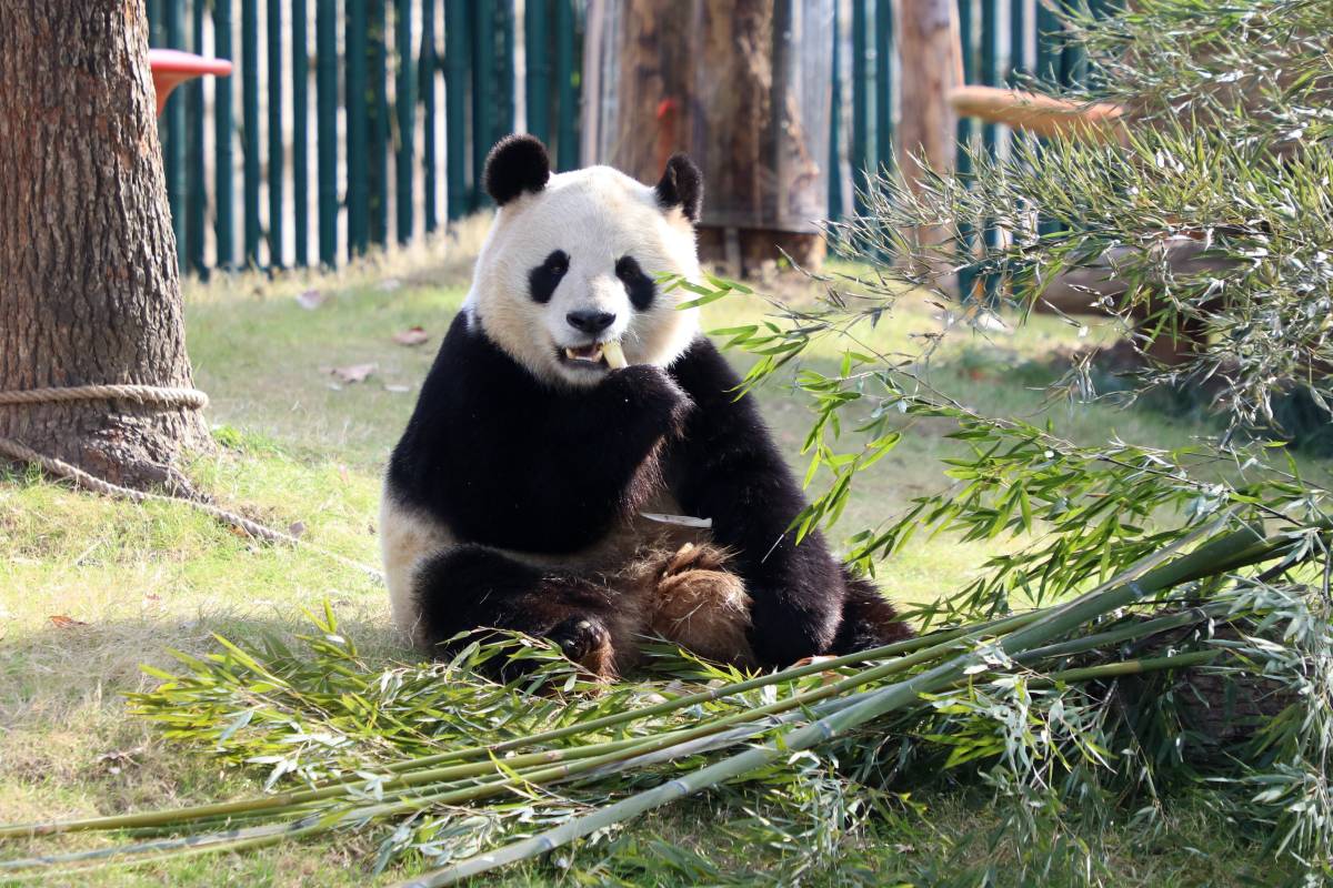 上海野生動物園