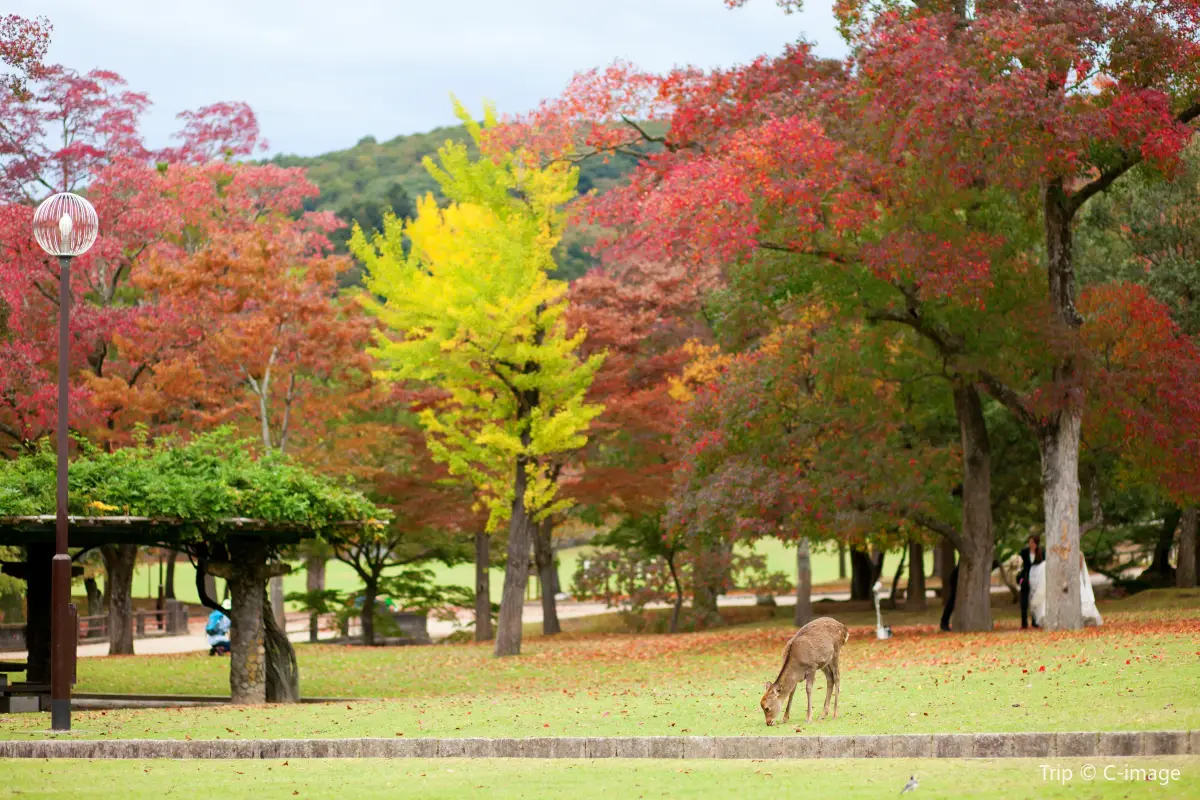 奈良県：奈良公園