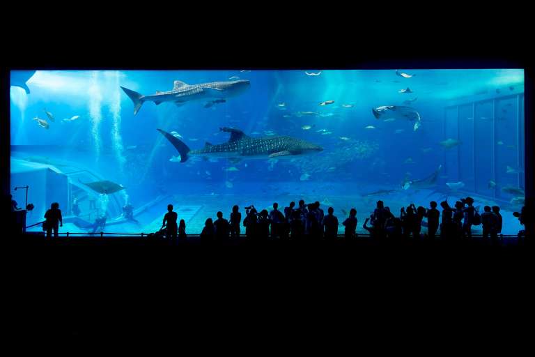 Okinawa Churaumi Aquarium Highlights: Kuroshio Sea Tank