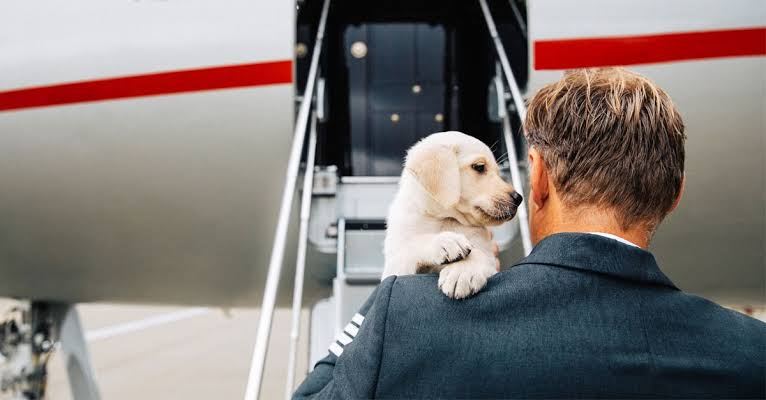 Can You Fly With Pets? 3 Ways to Travel With Pets by Plane