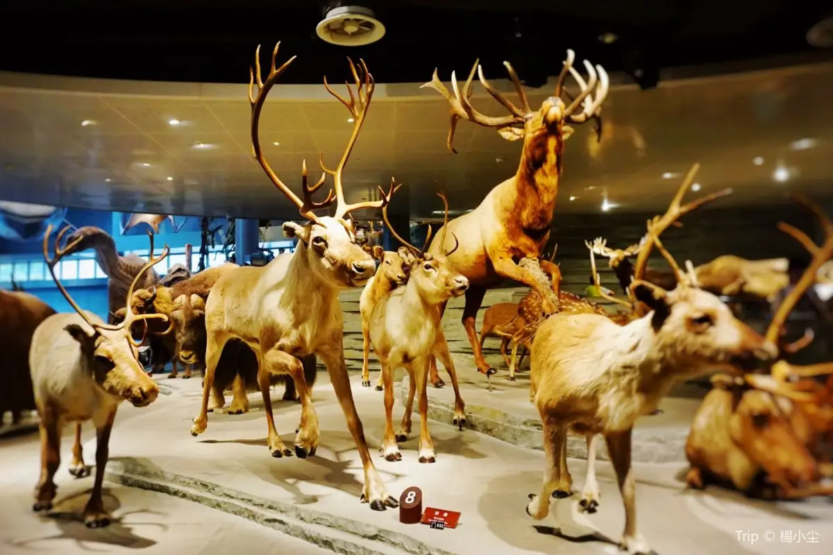 上海自然博物館で自然と科学を楽しく学ぼう！