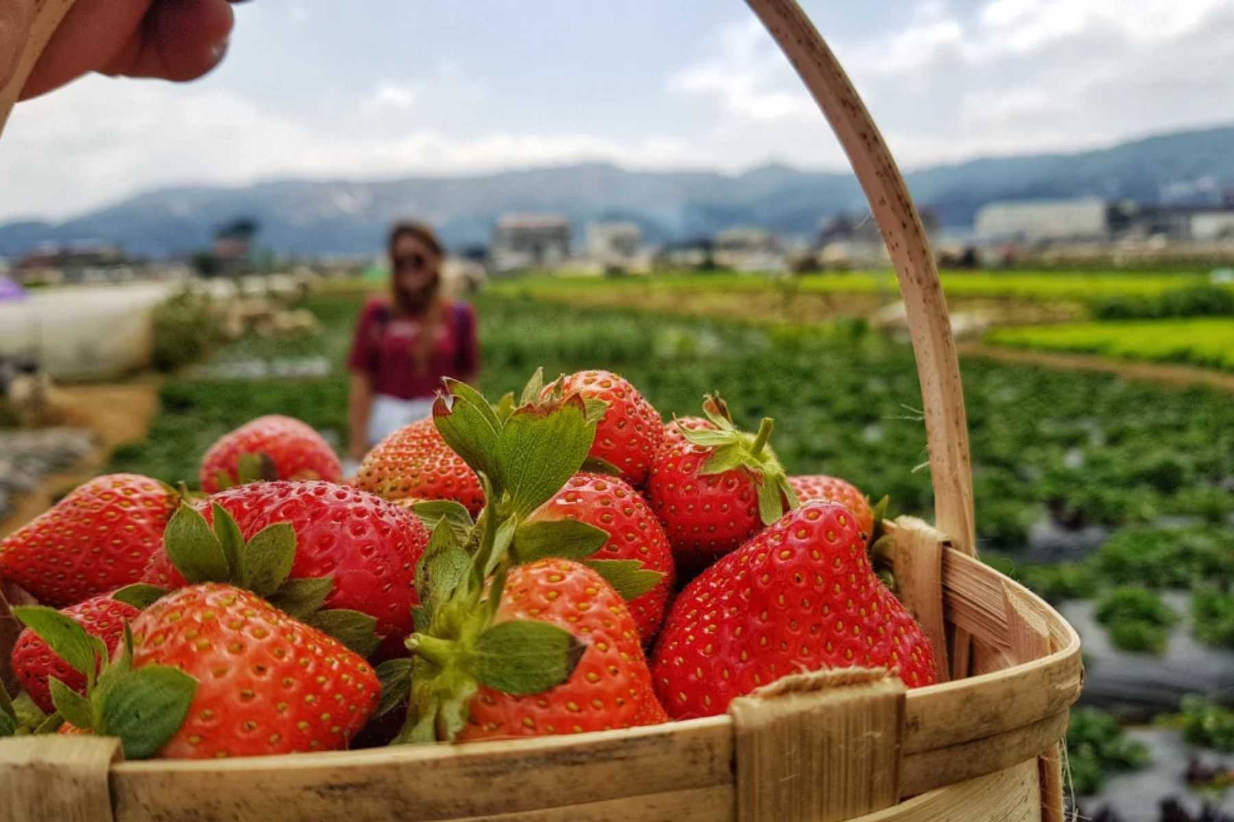 La Trinidad Strawberry Farm