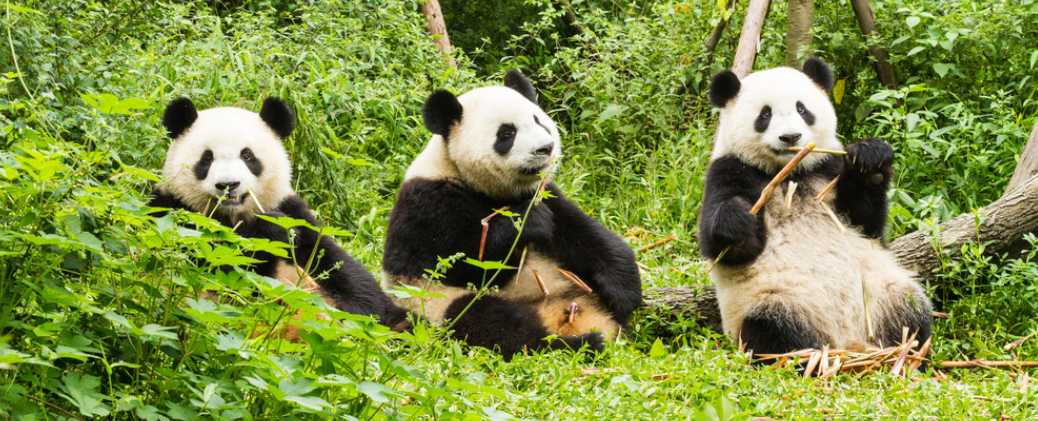 What to Do at Chengdu Panda Base