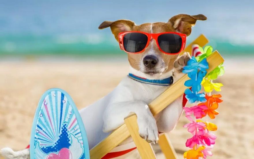 Dog at beach
