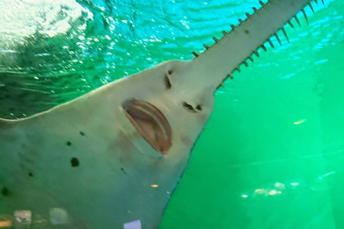 Things to Do in Shanghai Ocean Aquarium