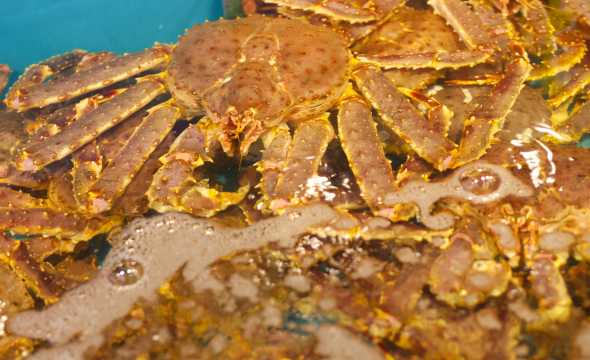 Kepiting Hokkaido