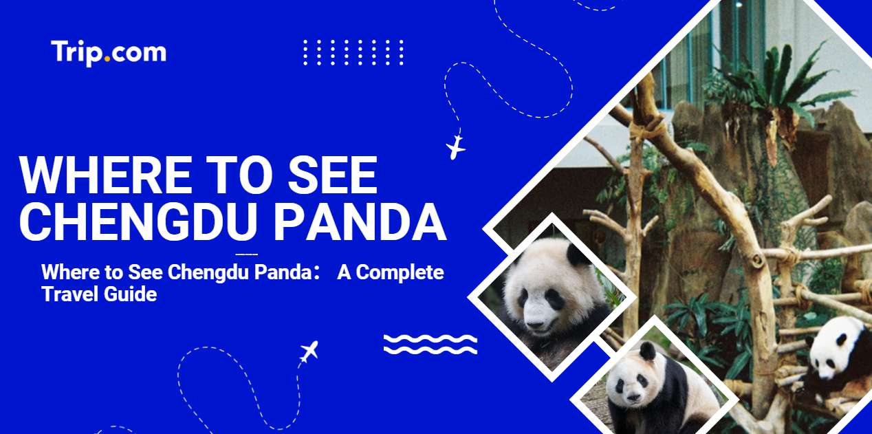 Where to See Chengdu Panda