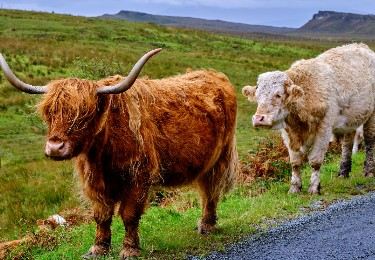 Trains to The Royal Highland Show 2026: Nearest station, popular routes & event info