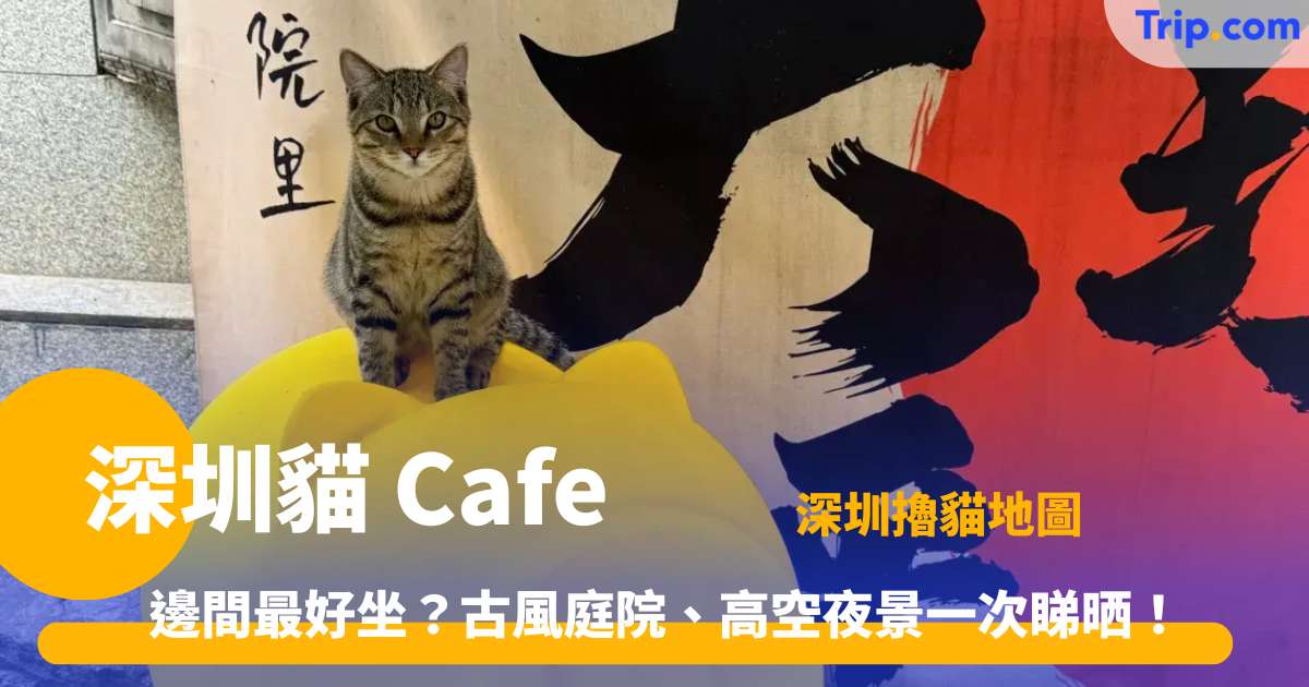 深圳貓 Cafe | 深圳擼貓地圖！10間高人氣主題貓咖/寵物咖啡廳全攻略