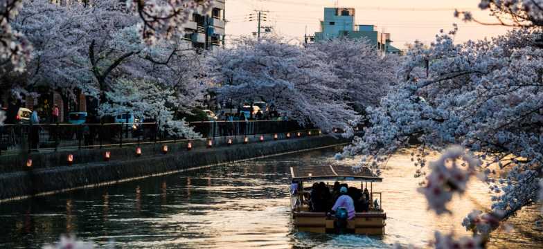 Find More to Match Your Travel Style | Sunset with Cherry Blossom in Kyoto