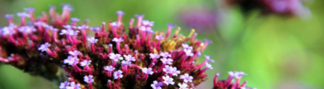 Trains to RHS Sandringham Flower Show 2026: Nearest station, popular routes & event info