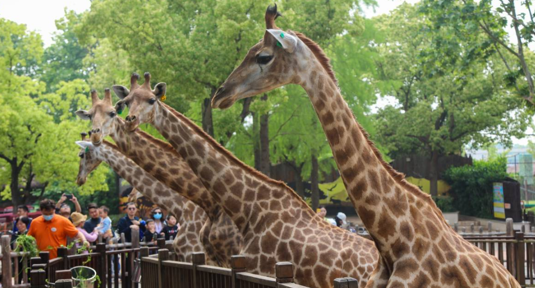 Things to Do at Shanghai Wild Animal Park