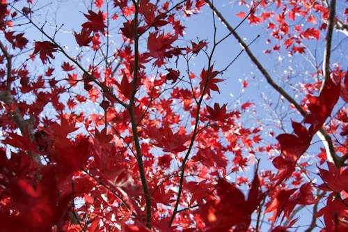 Autumn Foliage Japan 2025 | Top Viewing Spot Recommendations​